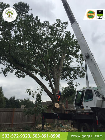 Image 2 | Quality Tree Service & Landscape Maintenance LLC