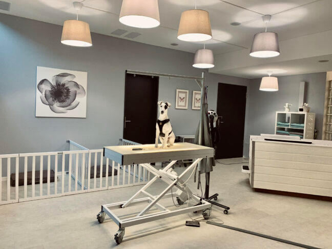 MY DOG COMPANY GmbH, Alderstrasse 28 in Zürich