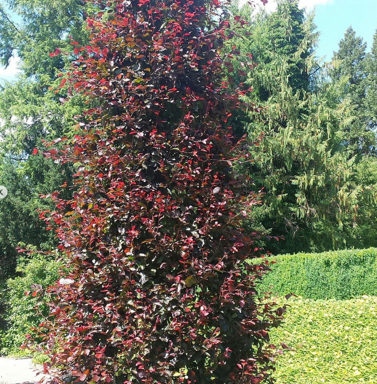 Baumpflege-Gallusser, Bergstrasse 3 in Hinteregg