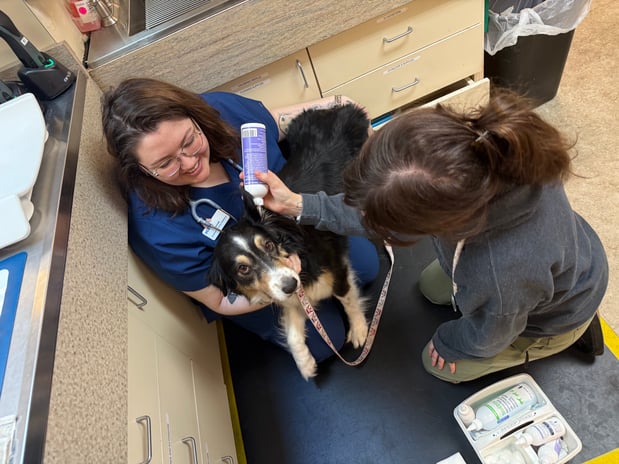 Images VCA Southeast Portland Animal Hospital