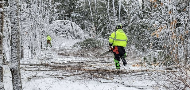 Images Pinnacle Tree Professional Arborists