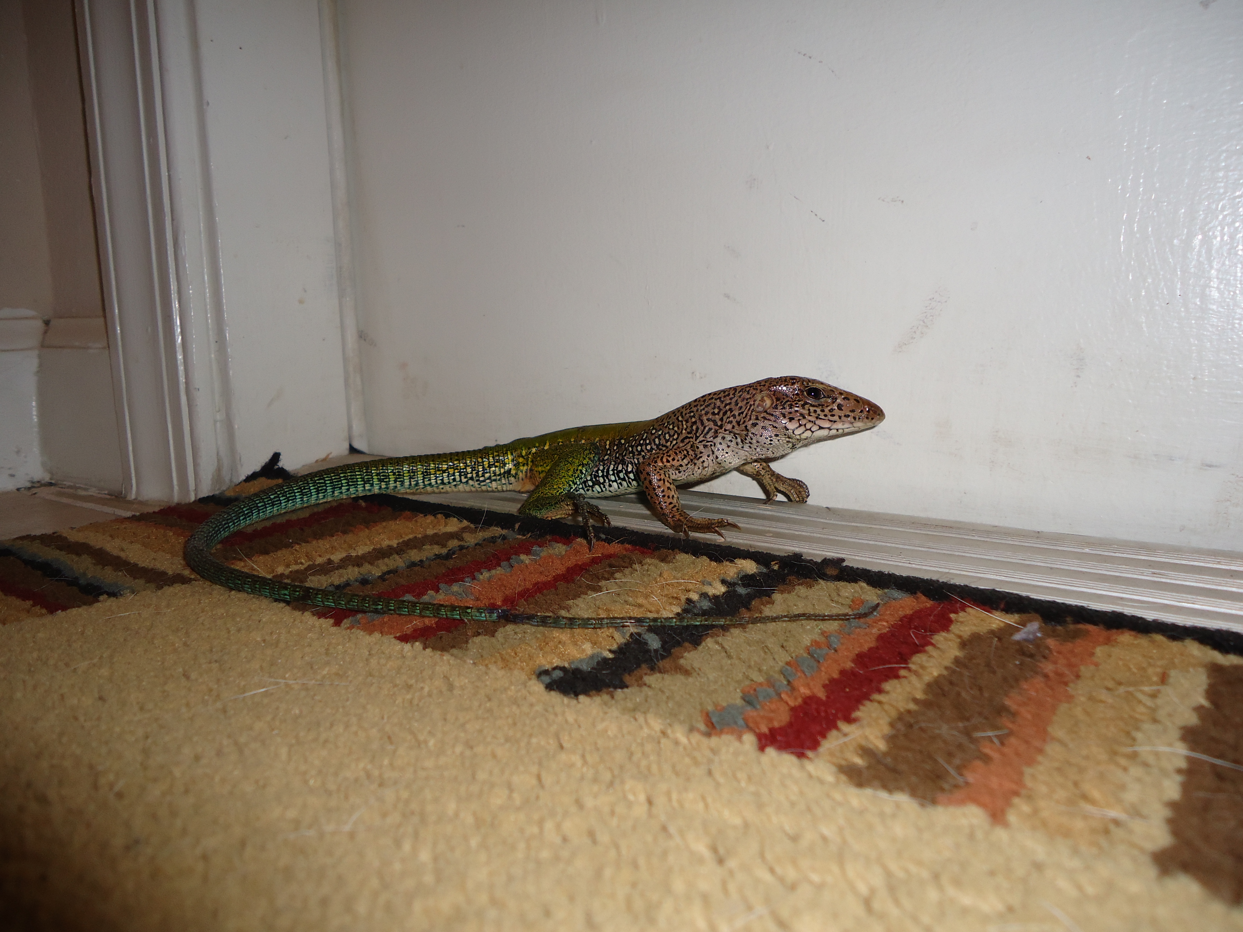 Cooper City, FL Giant Ameiva lizard removal service.