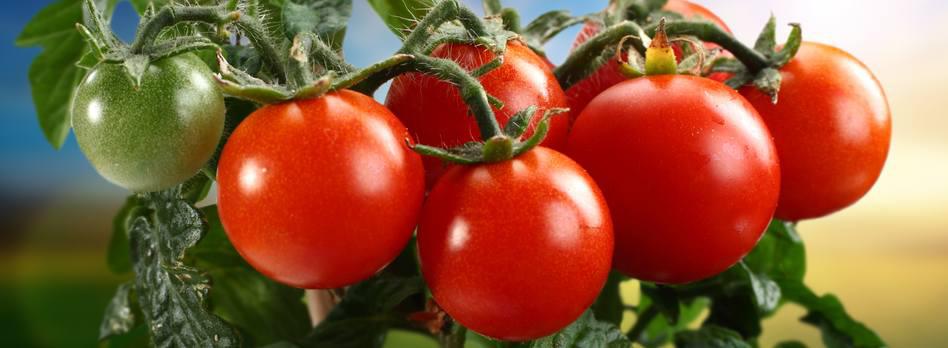 Images Árpád Biokontroll 2003 Kft.