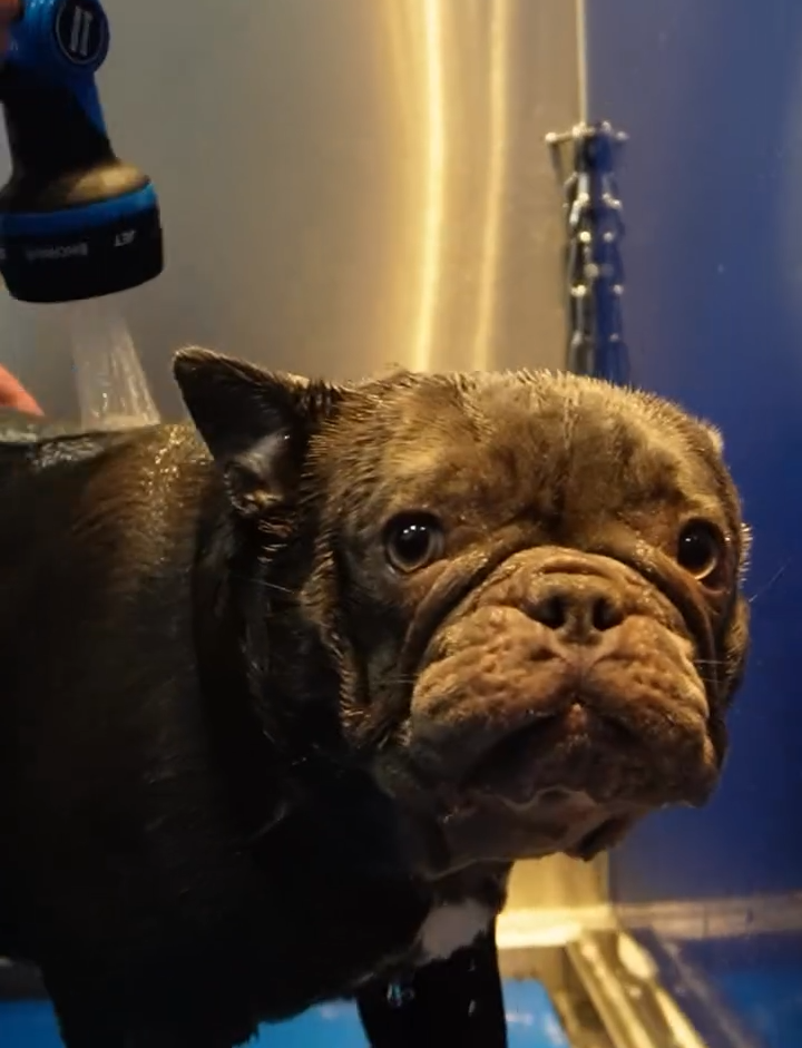 Images Paw&Go - Autolavado de perros y peluquería canina