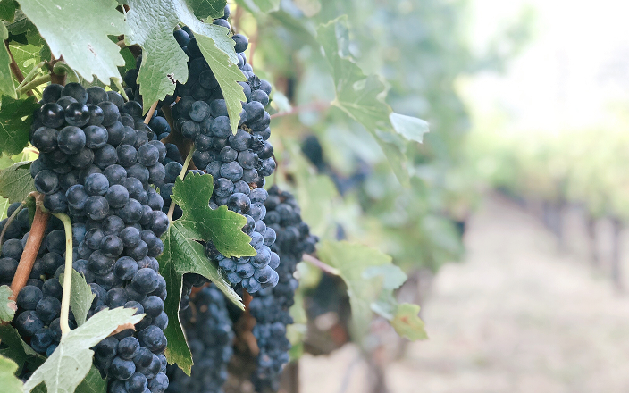 Close-up of ripe concord grapes at a vineyard.