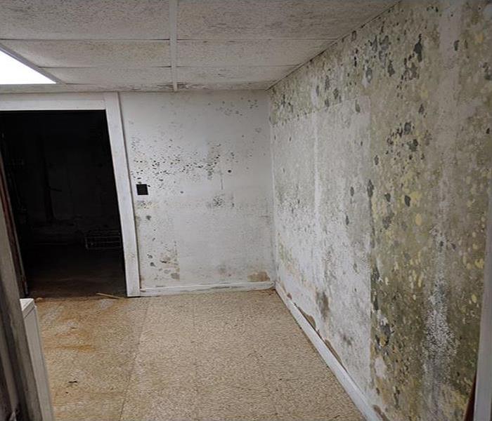Mold Damage In Patchogue