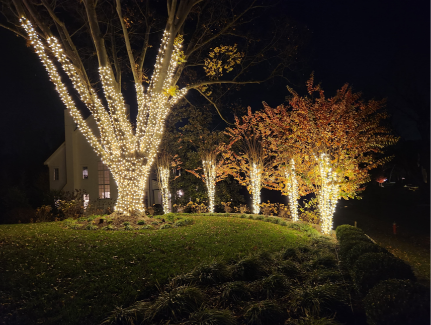 Row of tree trunks wrapped in warm white lights, glowing across a lawn at night. 