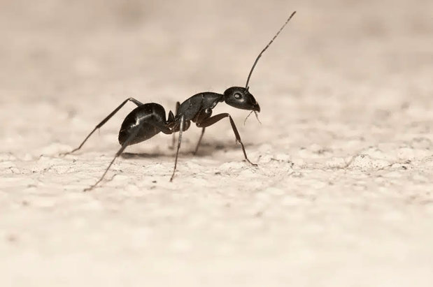 Images Dang Pest Control