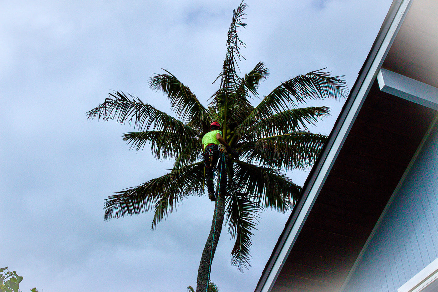 In Oahu, Hawaii, a tree service technician carefully inspects a tree for signs of disease or infestation, ensuring the safety of the surrounding area.