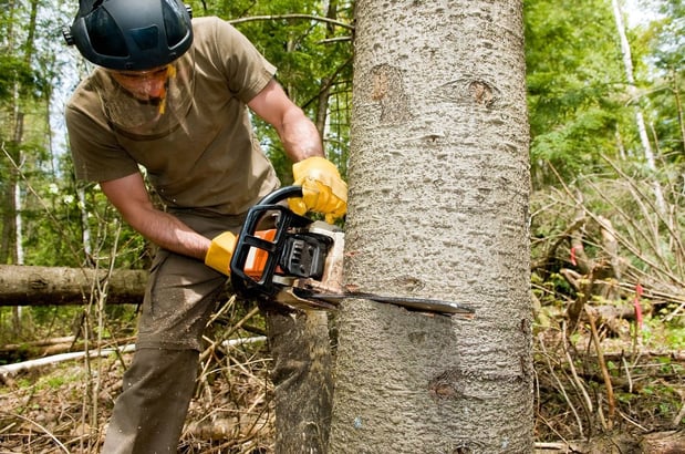 Images Vega's Tree Service