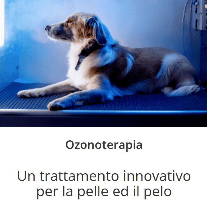 Images Ciuffo Ribelle Toelettatura per Cani