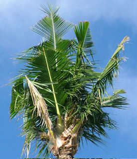 Images Aloha Tree Savers