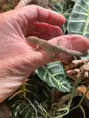 Images Evolution Reptiles