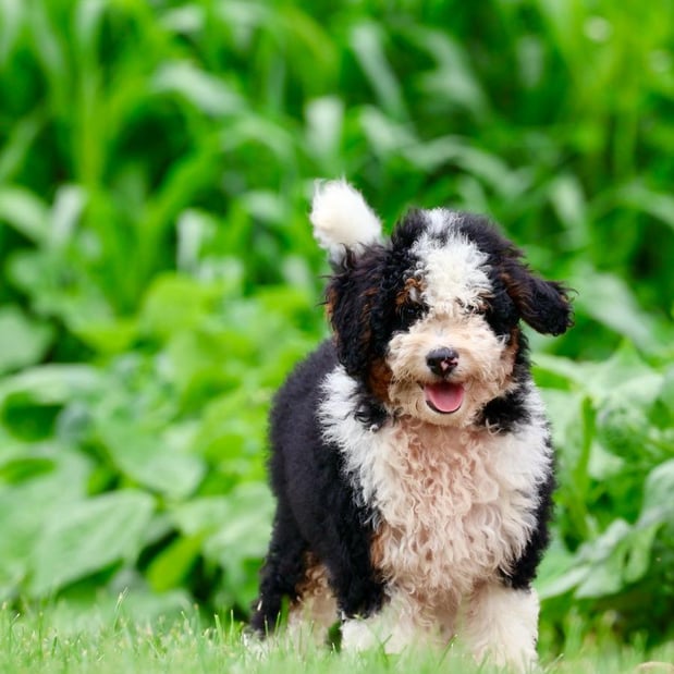 Images Berry Patch Puppies LLC