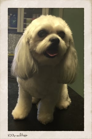 Images 4 Pawz Mobile Spa