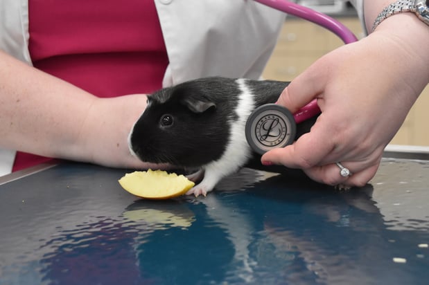 Images CityVet Veterinary Clinic & Urgent Care