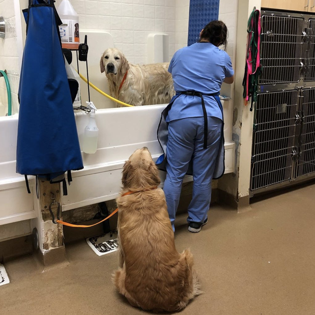 Images Alicia Pet Care Center