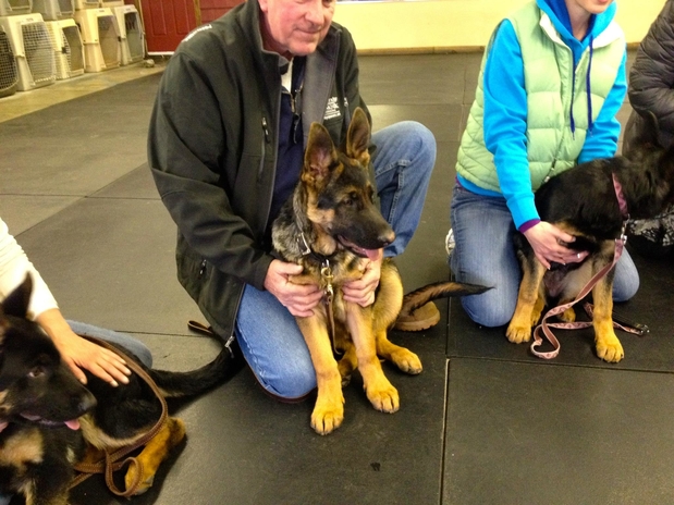 Images Granite State Dog Training Center