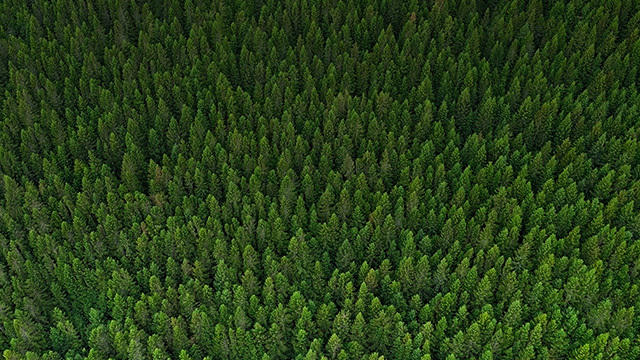 Images The Forest Solution