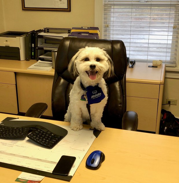 Images Ron Schafer: Allstate Insurance