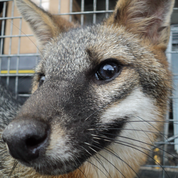 Florida Fox trapping, removal and wildlife control services