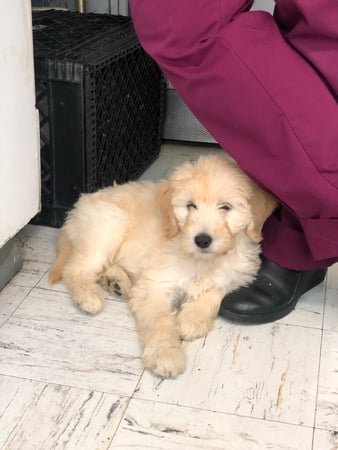 Images Melrose La Brea Animal Hospital