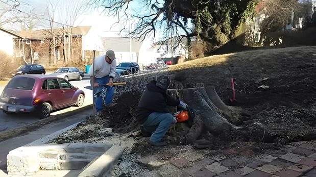 Images Whorley's Tree Service