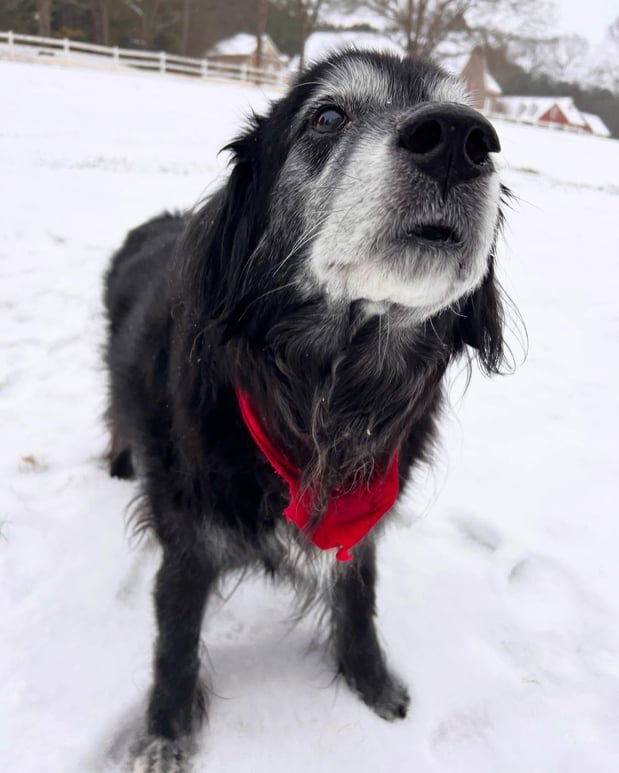 Images Matthew Maniscalco - State Farm Insurance Agent