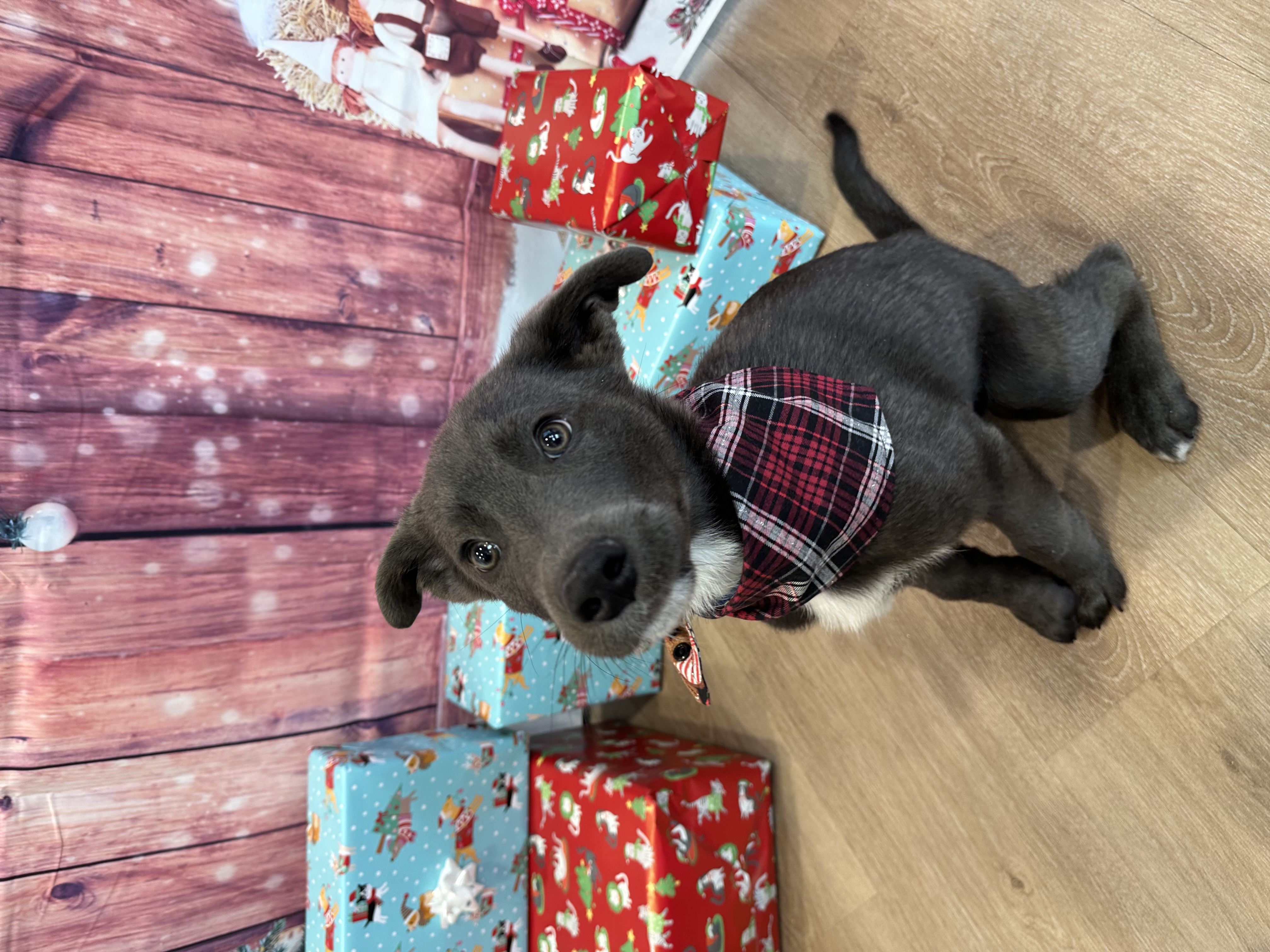 CityVet | Carmel new client!