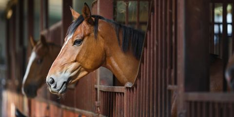 Why Fall Is The Best Time To Refinish Your Equine Facility