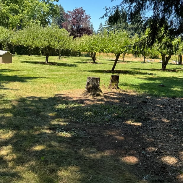 Images Alexa's Tree Service