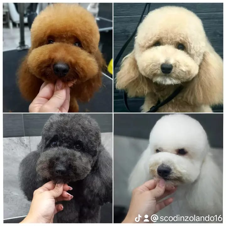Images Scodinzolando