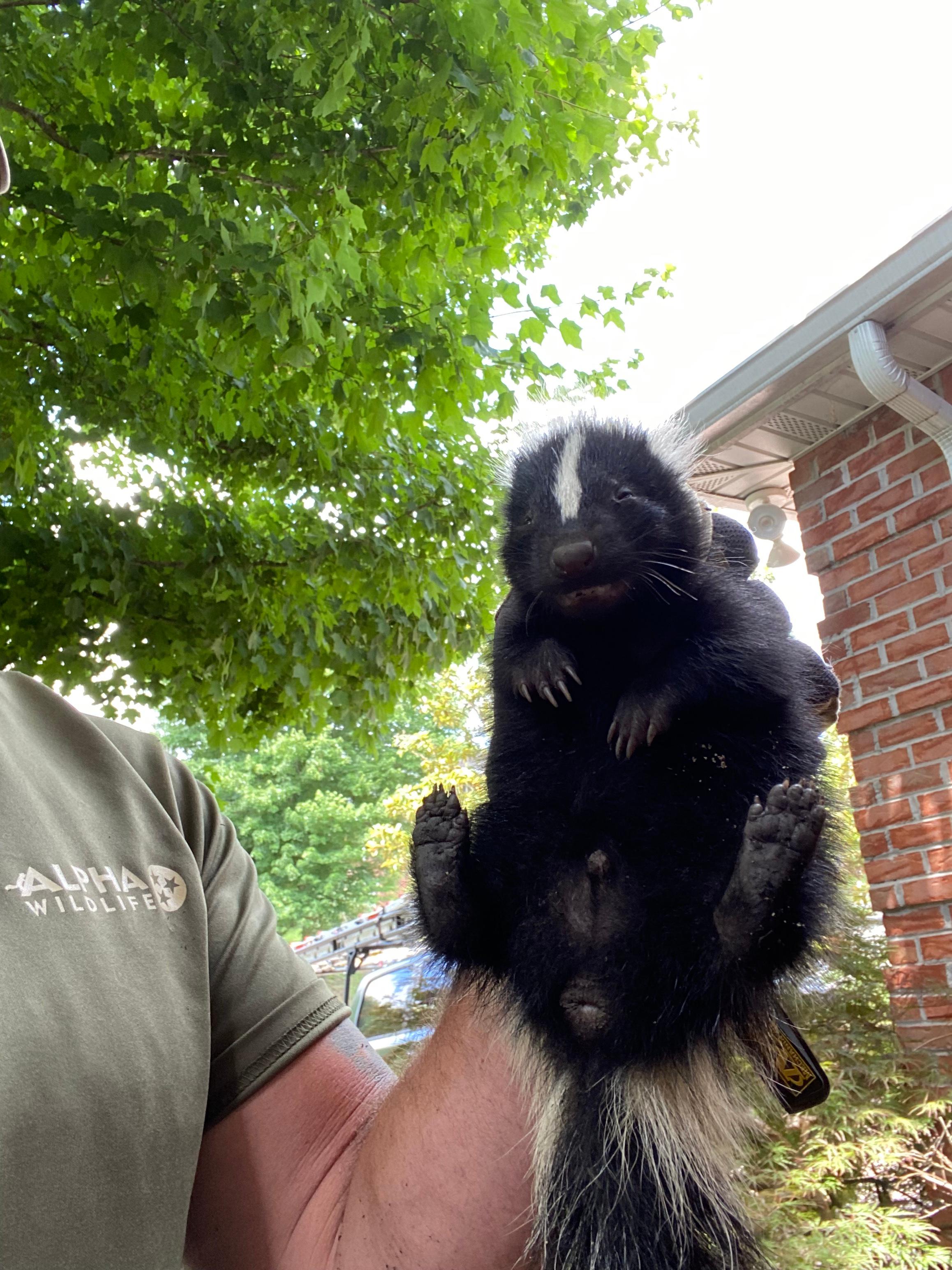 Skunk Removal - Alpha Wildlife Knoxville