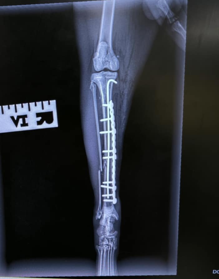 Images Streatham Hill Veterinary Surgery