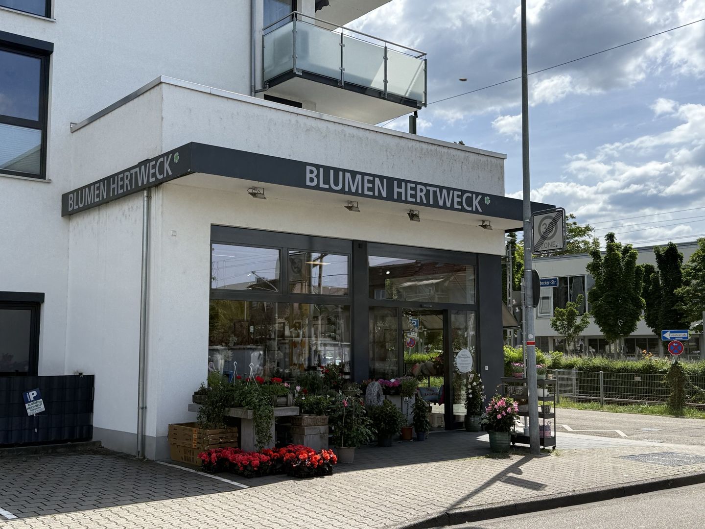 Blumen Hertweck - GALLERY