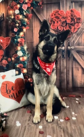 Images Marjorie Schaeffer - State Farm Insurance Agent