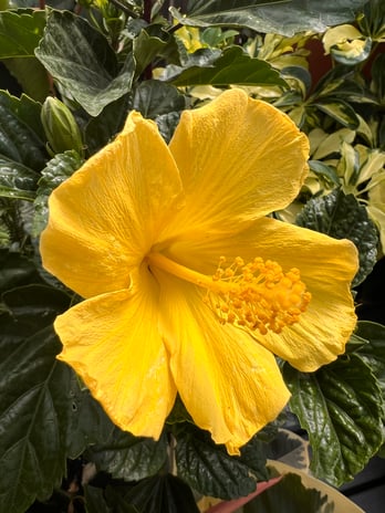 Images Grant Line Garden Center & Nursery