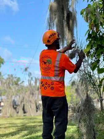 Images All Your Way Tree Service