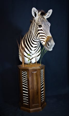 Images Safari Life Taxidermy