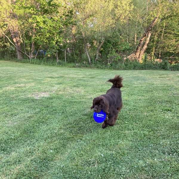 Dog being trained for Invisible Fence® in Oakland County, Michigan