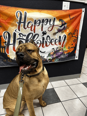 Images VCA Preston Park Animal Hospital