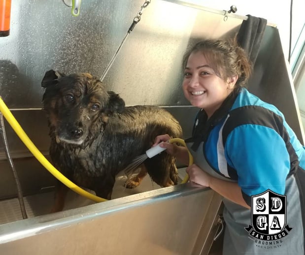 Images San Diego Grooming Academy