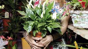 Flores Navarro