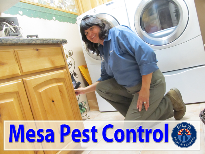 Bills Pest Termite Control Mesa Az Image