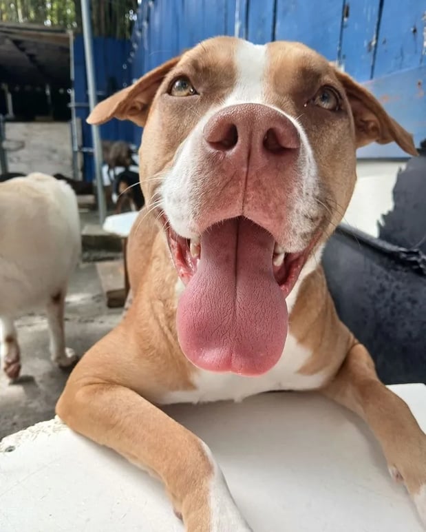 Images Wagging Tails Doggie Daycare & Boarding
