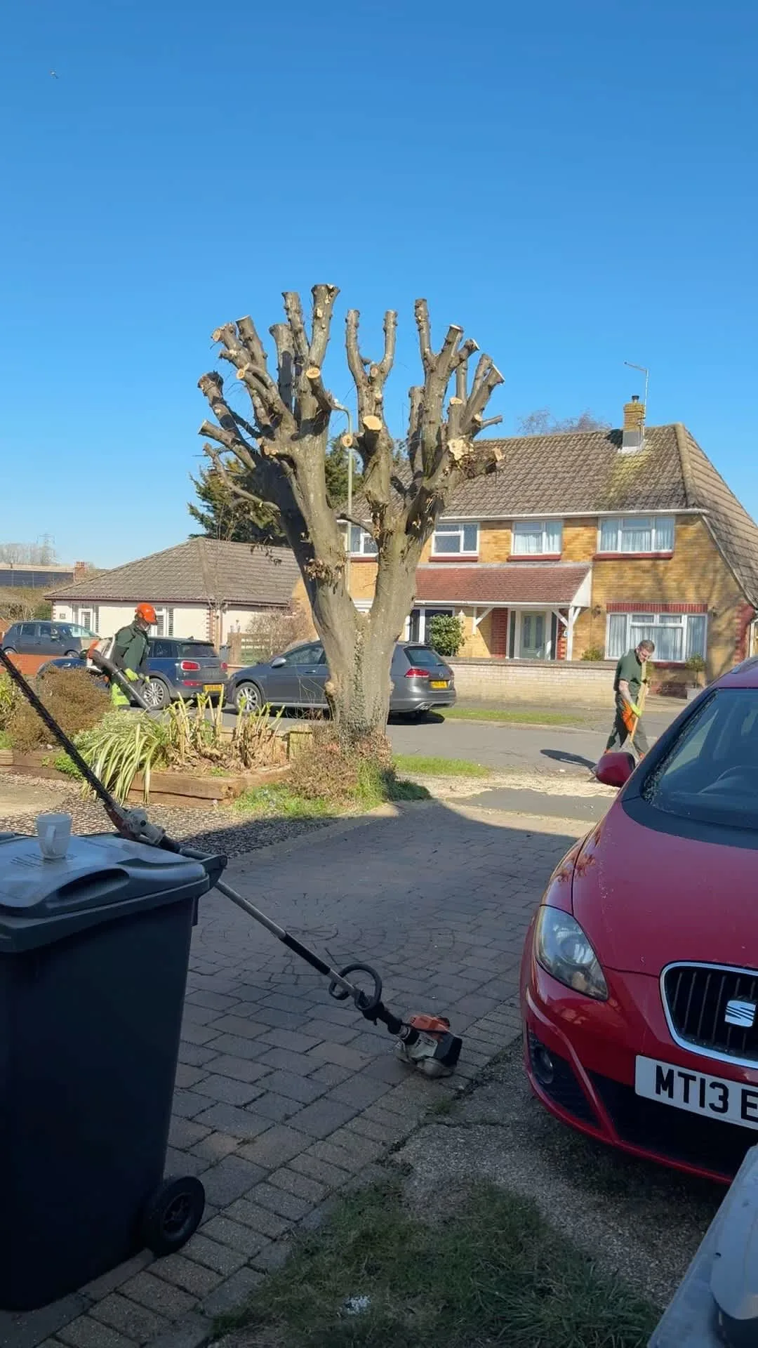 Images Arborist Tree Surgeons
