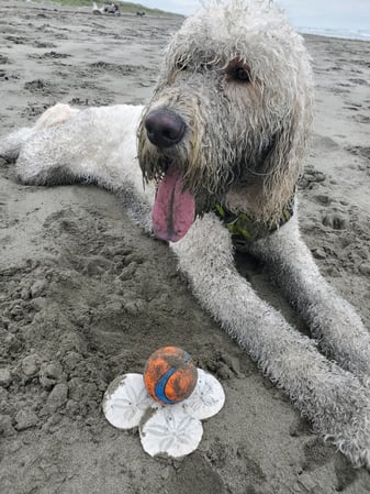 Images Kao Xiong - State Farm Insurance Agent