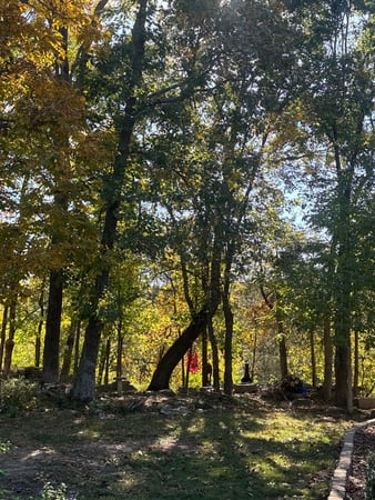 Images Tree Masters of Tennessee
