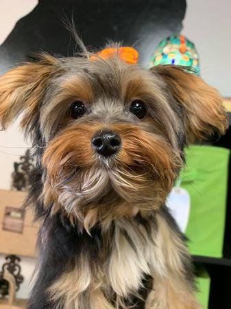 Images The Good Dog Shoppe