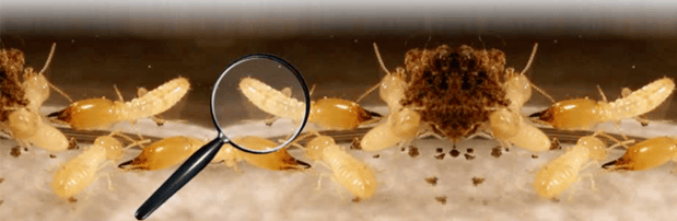 Images Bug State Pest Control